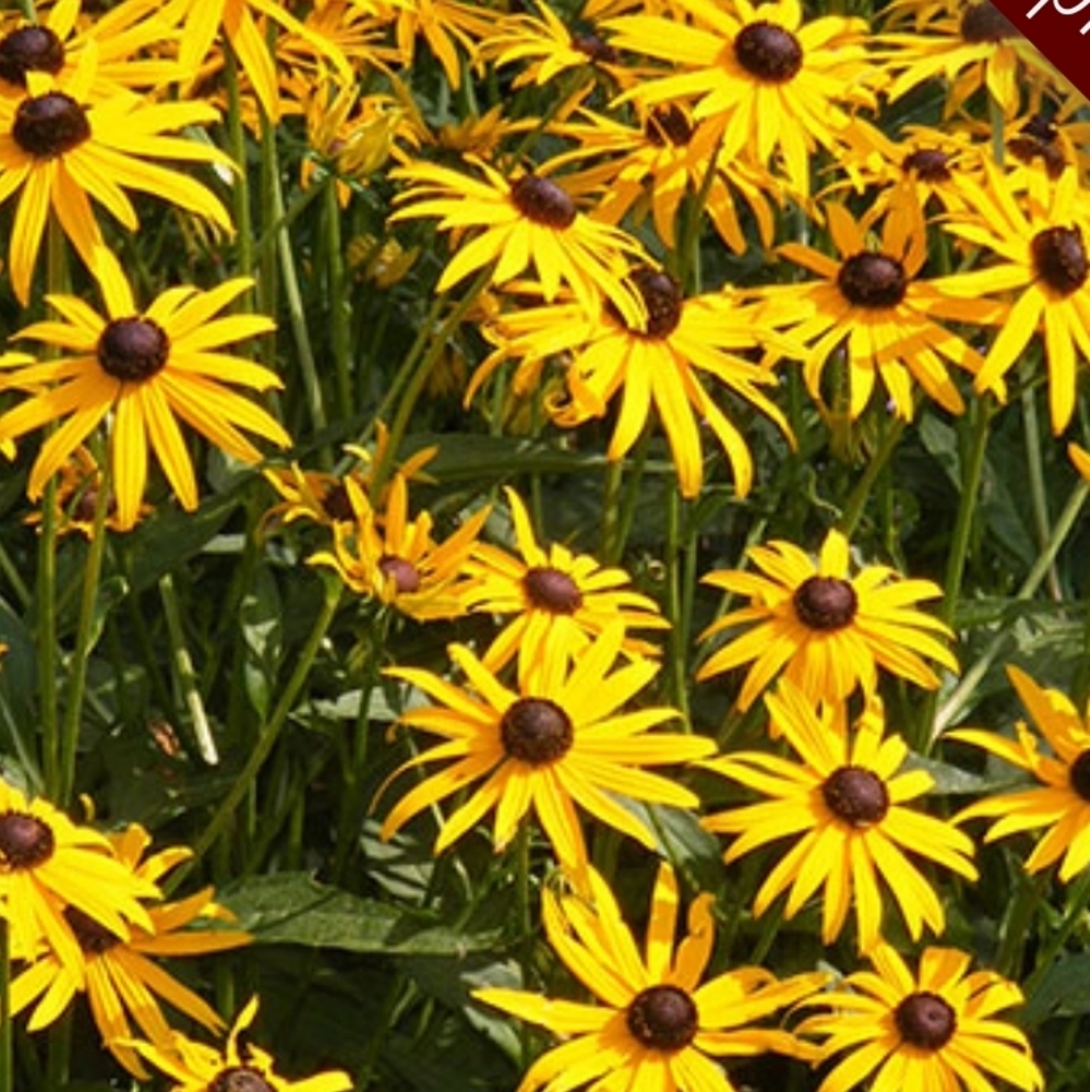 Brown Eyed Susan Flowers. 10 plants $20